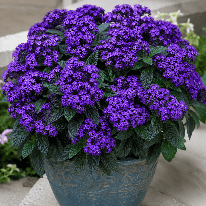 Use The Plant For Its Real Strengths