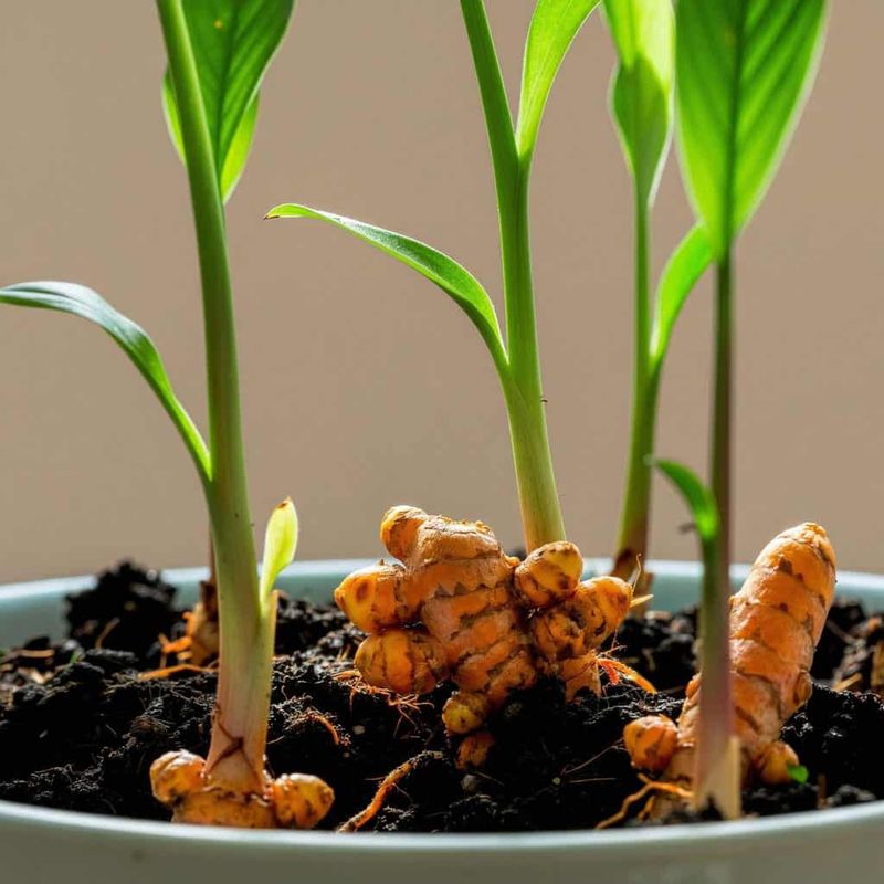 Choose Grocery Material That Can Grow