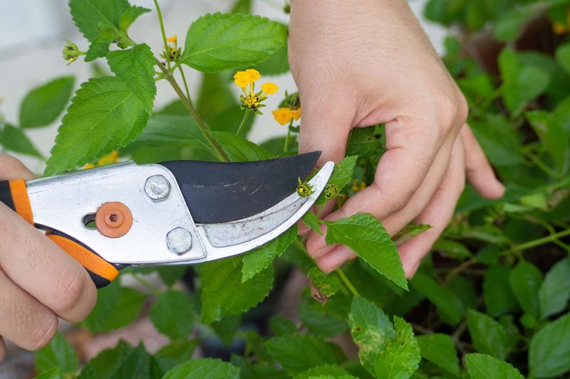 Keep the Plant Compact Through the Season