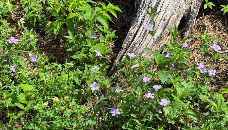 Keep A Small Patch Away From High-Traffic Areas