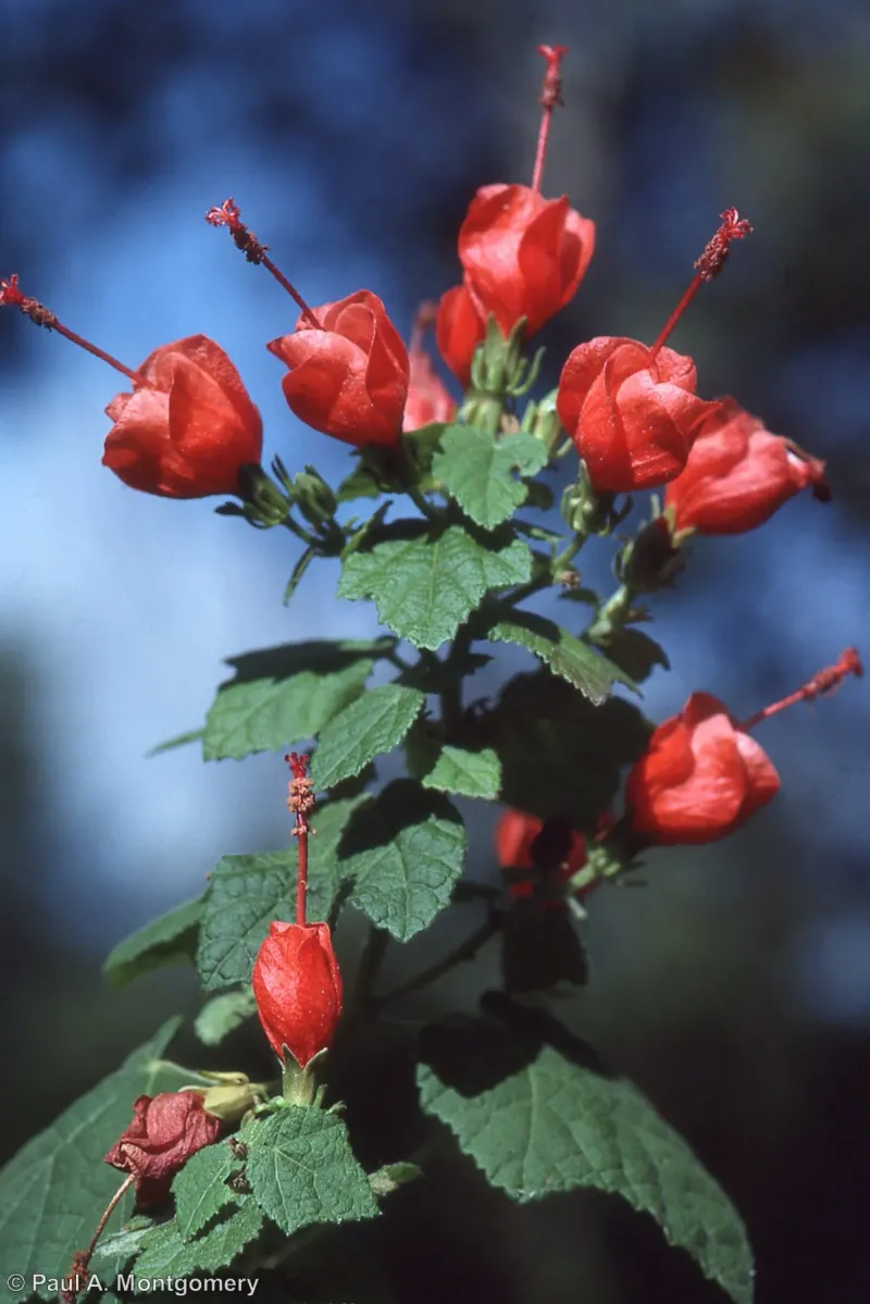 The Unbeatable Turk's Cap Is A True Texas Star