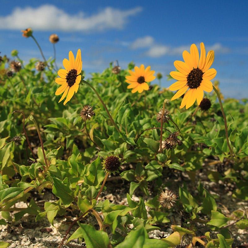 Beach Sunflower Owns The Blazing Sun