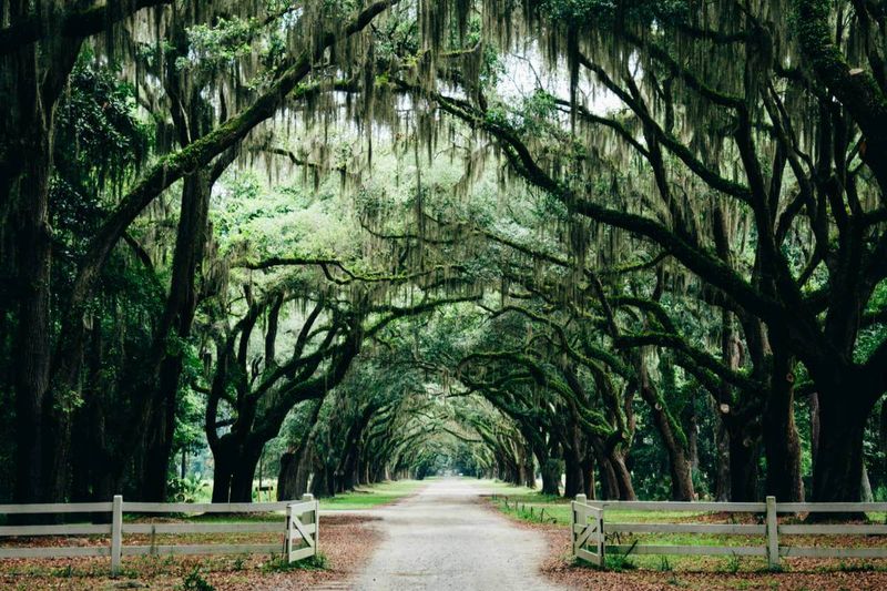 Match the Tree to Florida Conditions