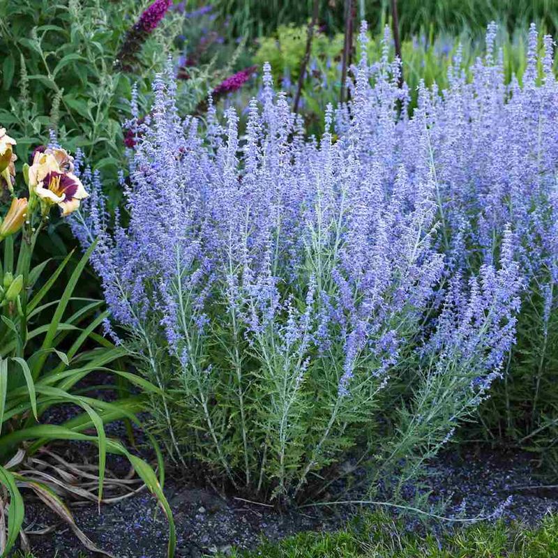 Russian Sage Throws A Haze Of Blue Over Dry Ground