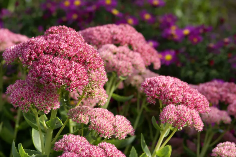 Autumn Joy Sedum