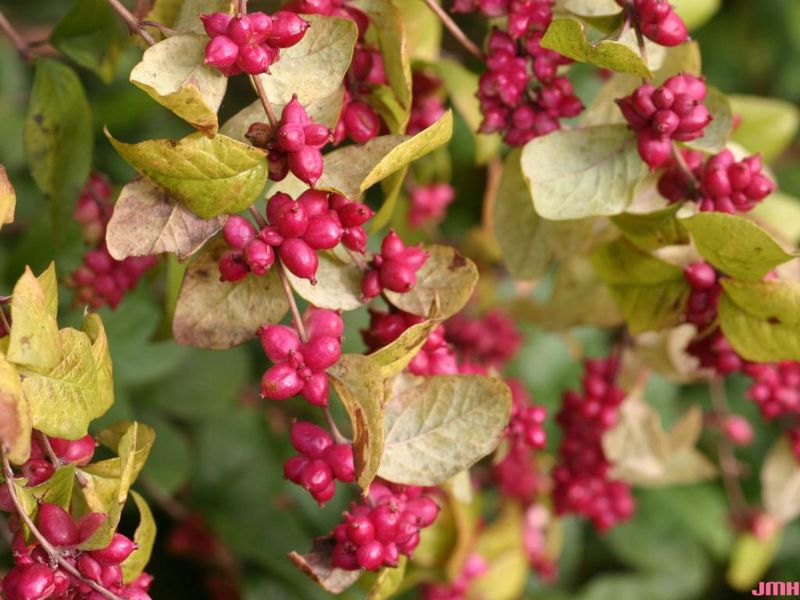 Coralberry Adds Woodland Charm And Protection