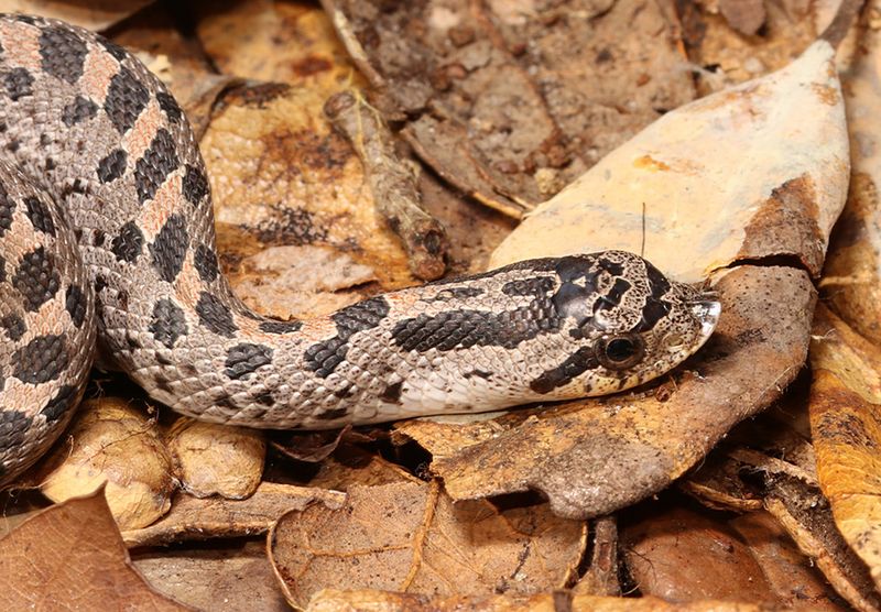 Do Not Identify A Small Snake From Size Alone