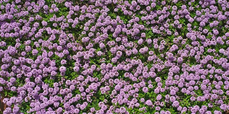 Prepping Your Plot For Permanent Weed Protection