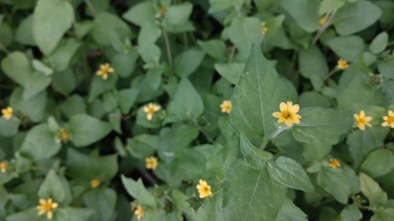 Horseherb Saves Shady Spots From Summer Scorch