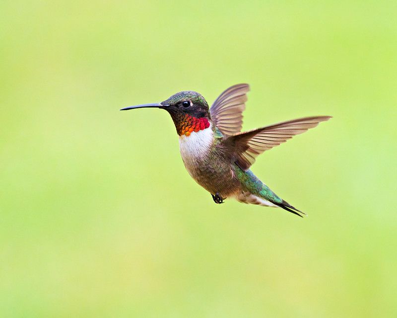 Texas Hummingbirds Follow Regional Patterns