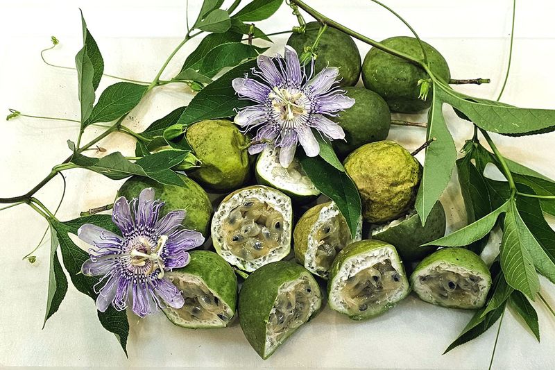 Maypop Passionflower Climbs Beautiful And Fruits Wild