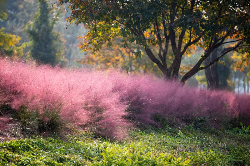 Muhly Grass Brings Autumn Clouds Of Pink