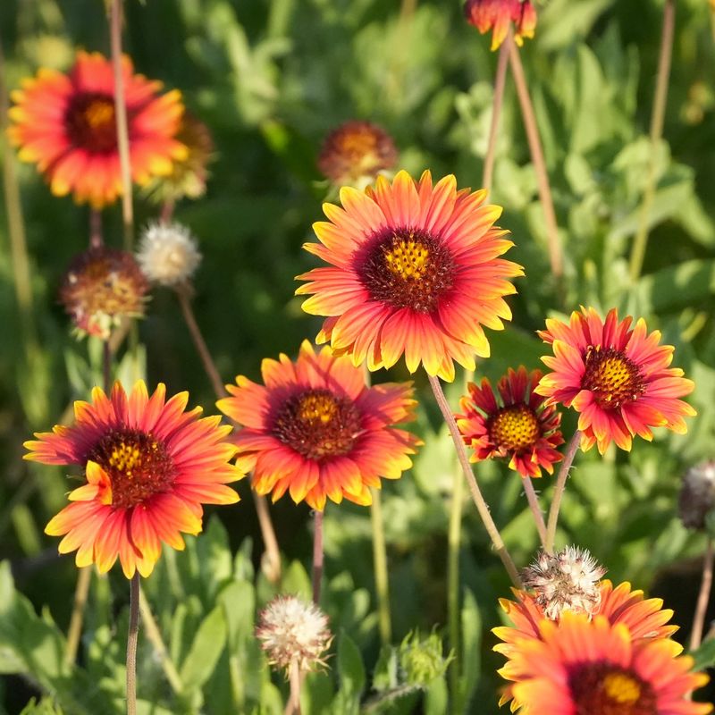 Blanket Flower Blooms Nonstop Through Brutal Heat