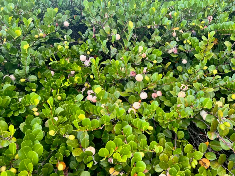 Cocoplum, The Coastal Guardian
