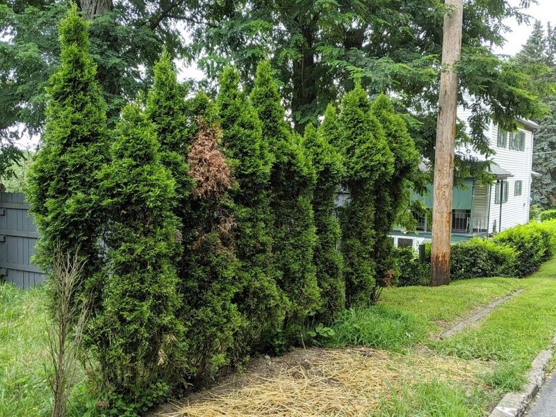 Arborvitae Is A Deer Favorite