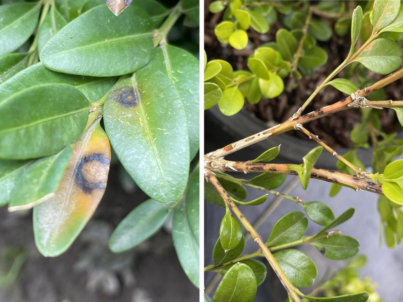 The Boxwood Blight Battle Is Actually Real