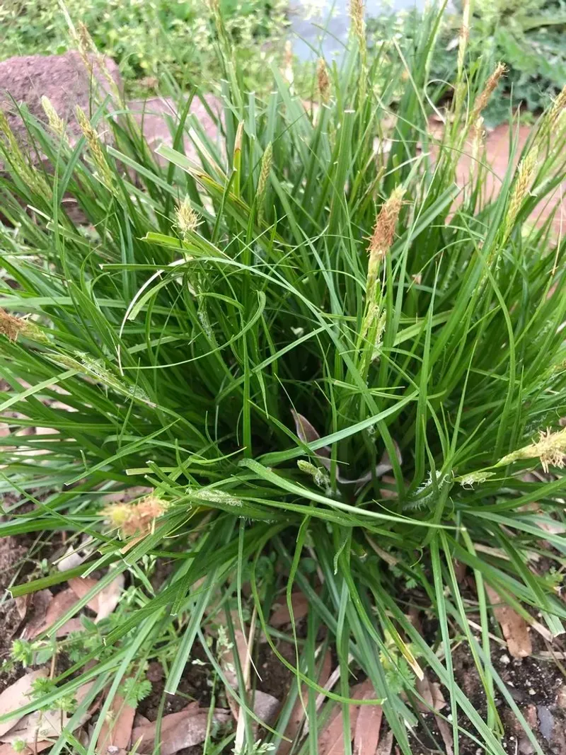 Cherokee Sedge