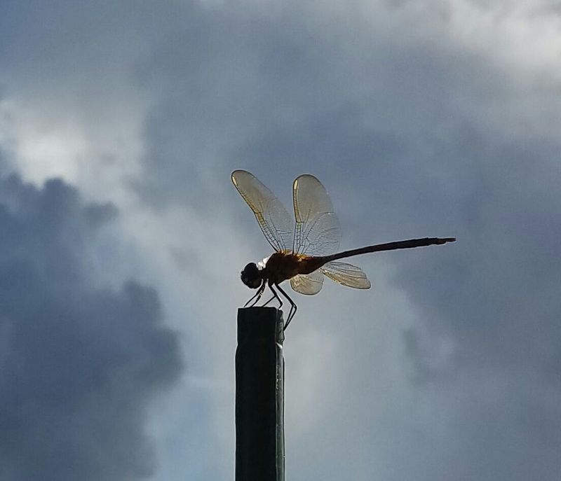 Know When Dragonflies Cannot Help Much