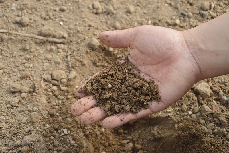 Test Soil Before You Amend It