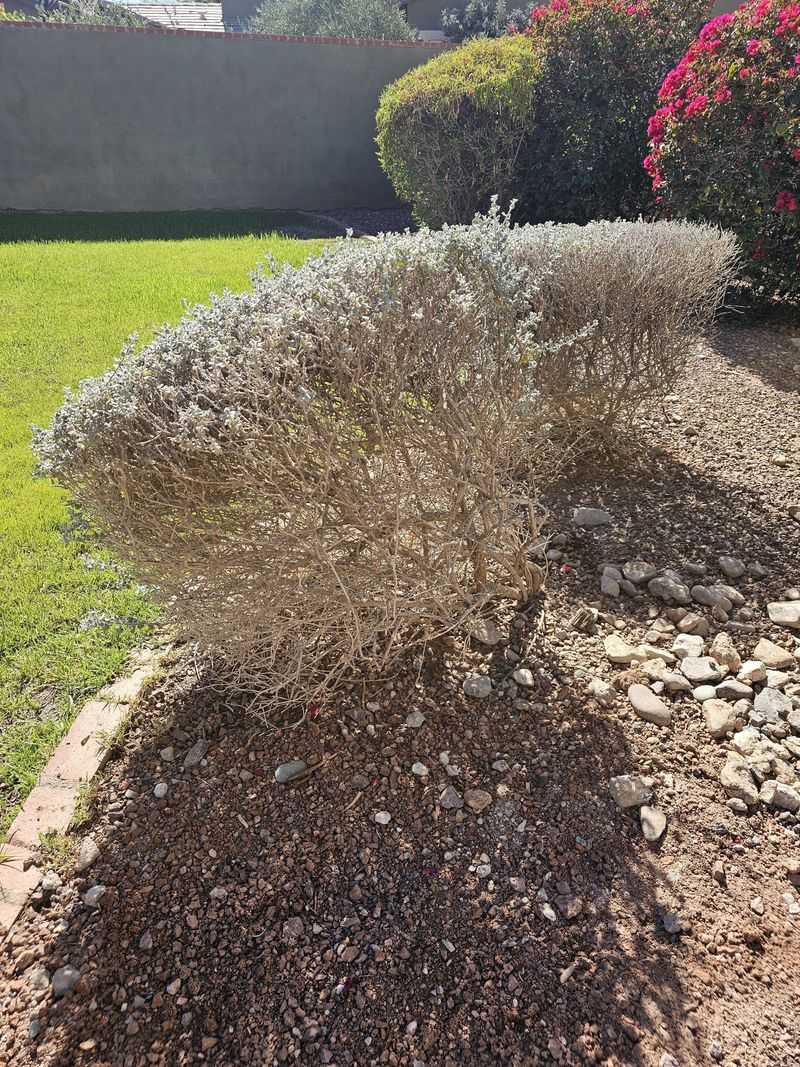 Reserve Severe Cuts for Overgrown Shrubs