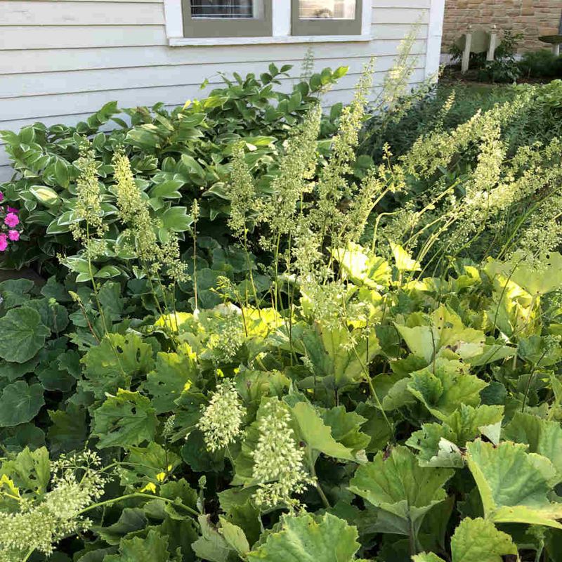 Hairy Alumroot Offers A Strong Native Option