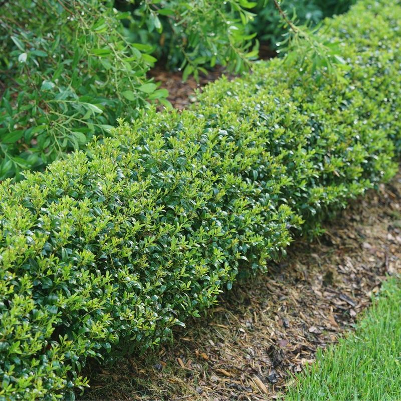 Inkberry Holly Looks Like Boxwood And Feeds Birds