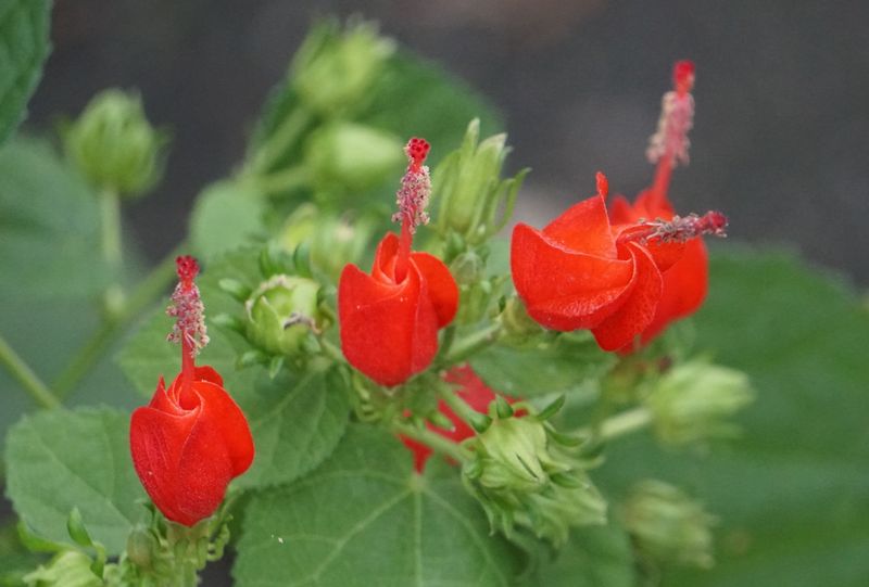 Turk's Cap Wins In Deep Shade