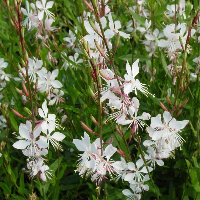 Give Your Garden Some Whirling Butterflies