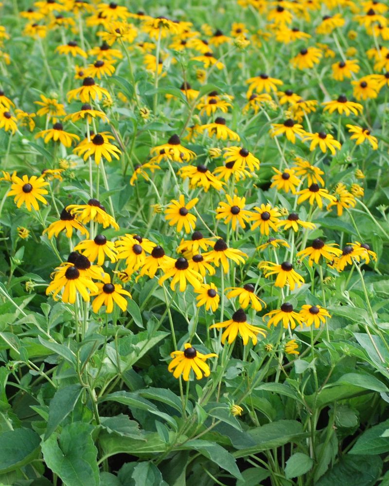 Black-Eyed Susan Will Not Quit On You