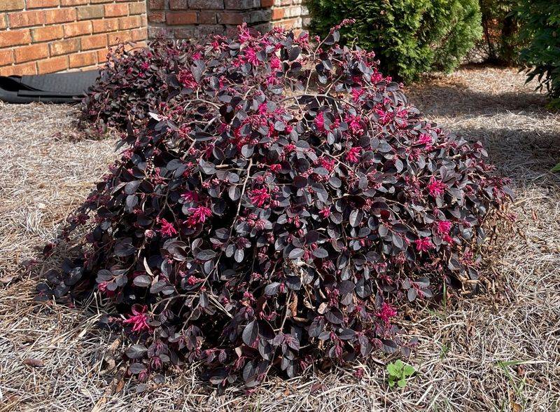 The Truth About That Tired Loropetalum