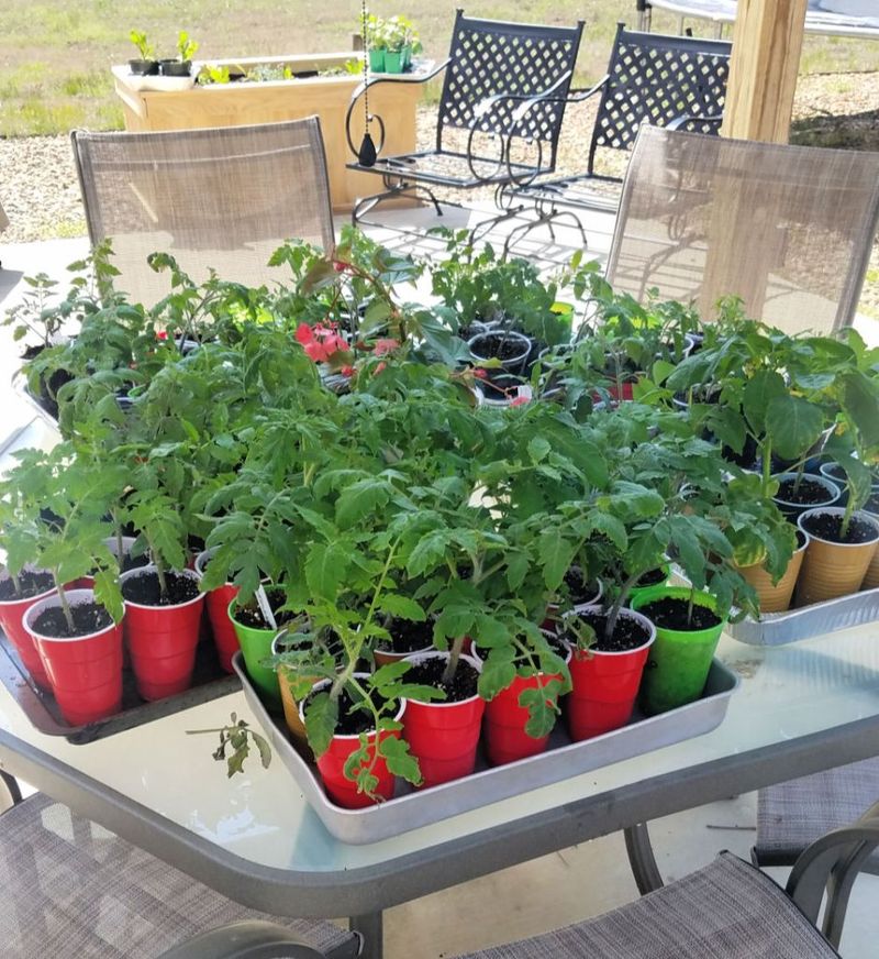 Acclimation Is Not Optional For Tender New Plants
