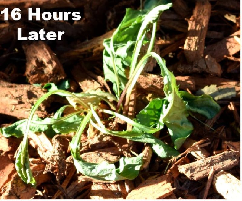 Brown Leaves Do Not Prove Dead Roots