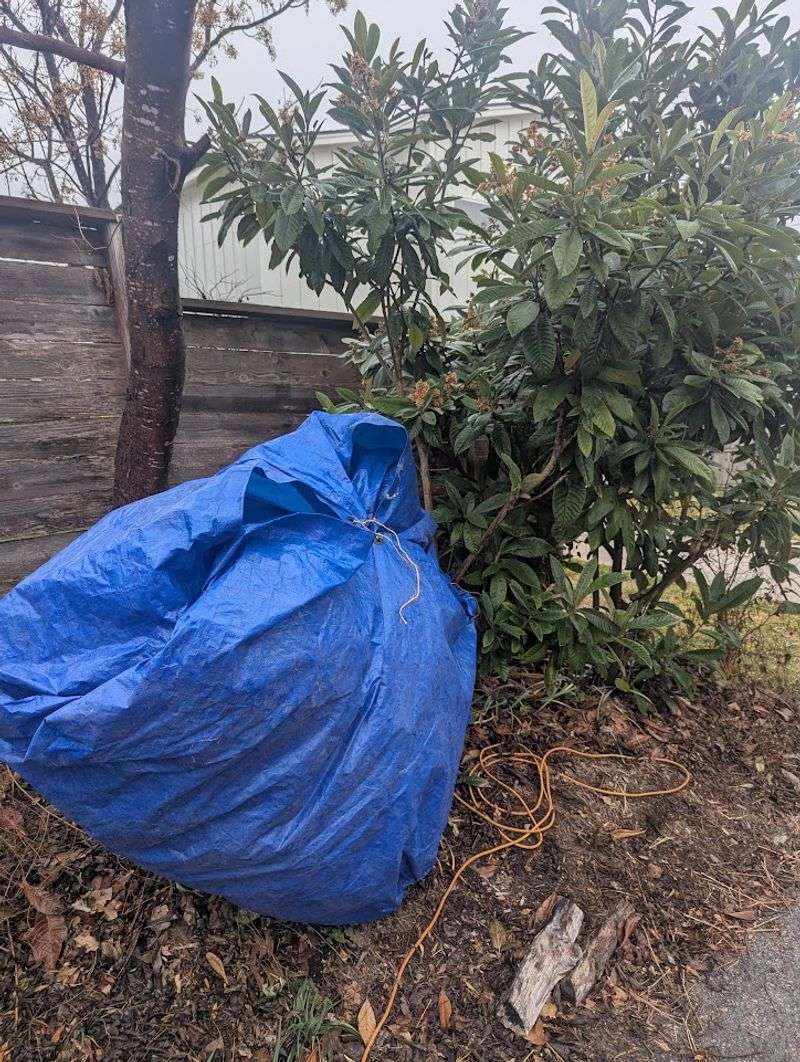 A Freeze Can Spare The Tree And Steal Fruit