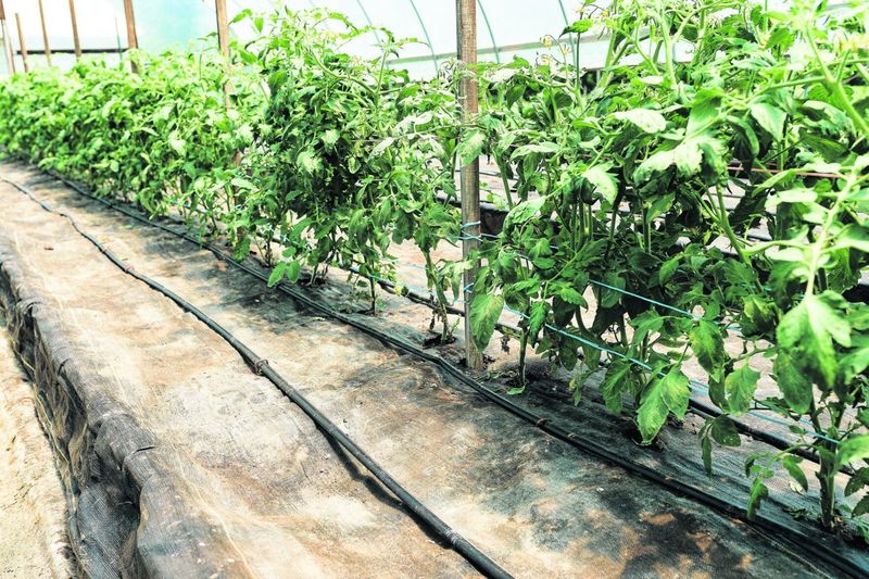 Water the Root Zone When Plants Need It