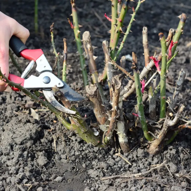 Late Winter Pruning Sets Up A Strong Year