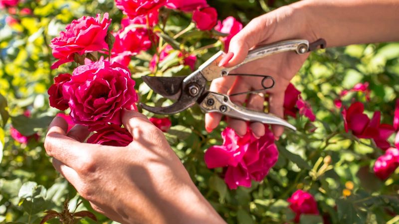 Thoughtful Pruning Keeps The Blooms Coming