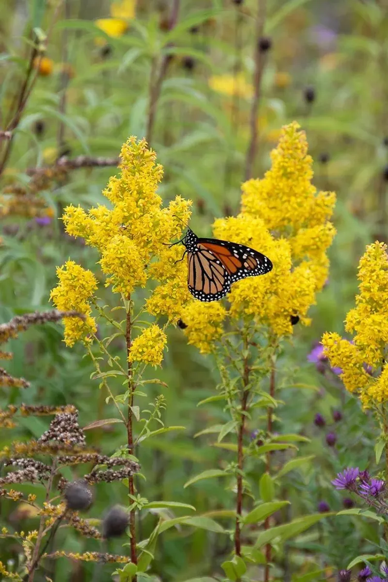 Goldenrod Provides A Late-Season Lure