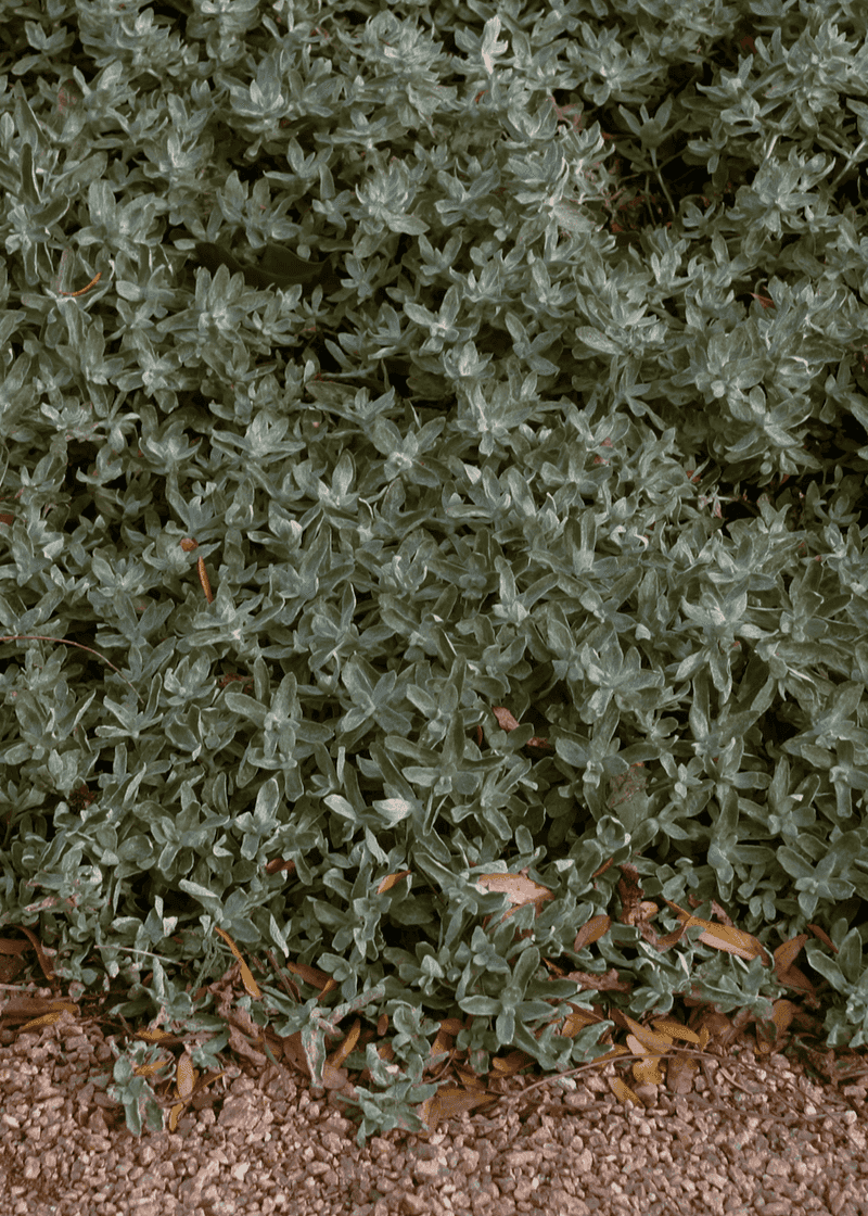 Wooly Stemodia Loves West Texas Grit