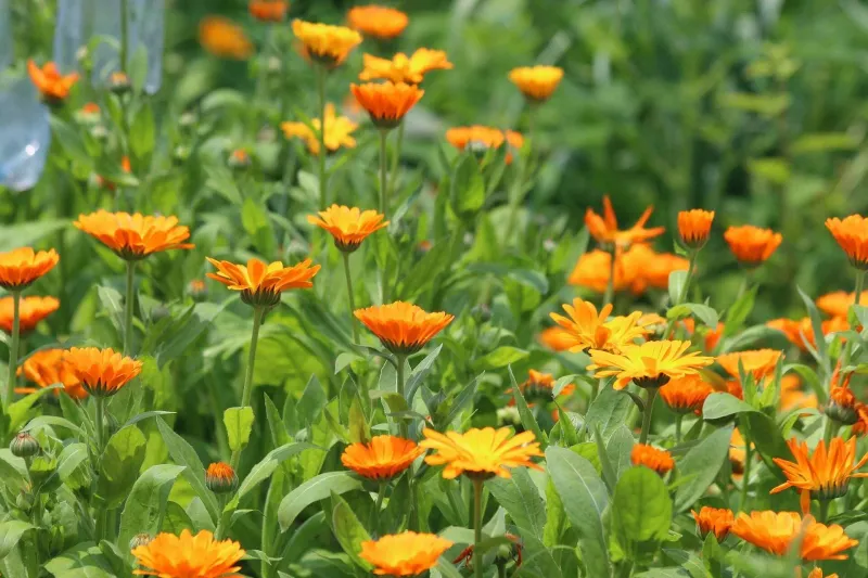 Calendula Radiates Sunshine Through The Cool Season