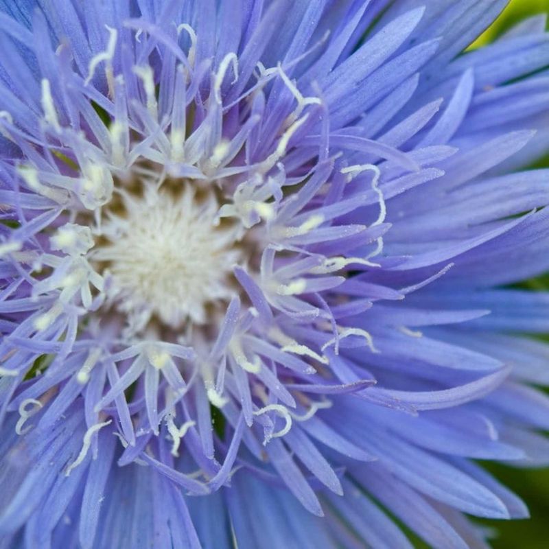 Stokes' Aster Offers Unique Blue Beauty Into Autumn