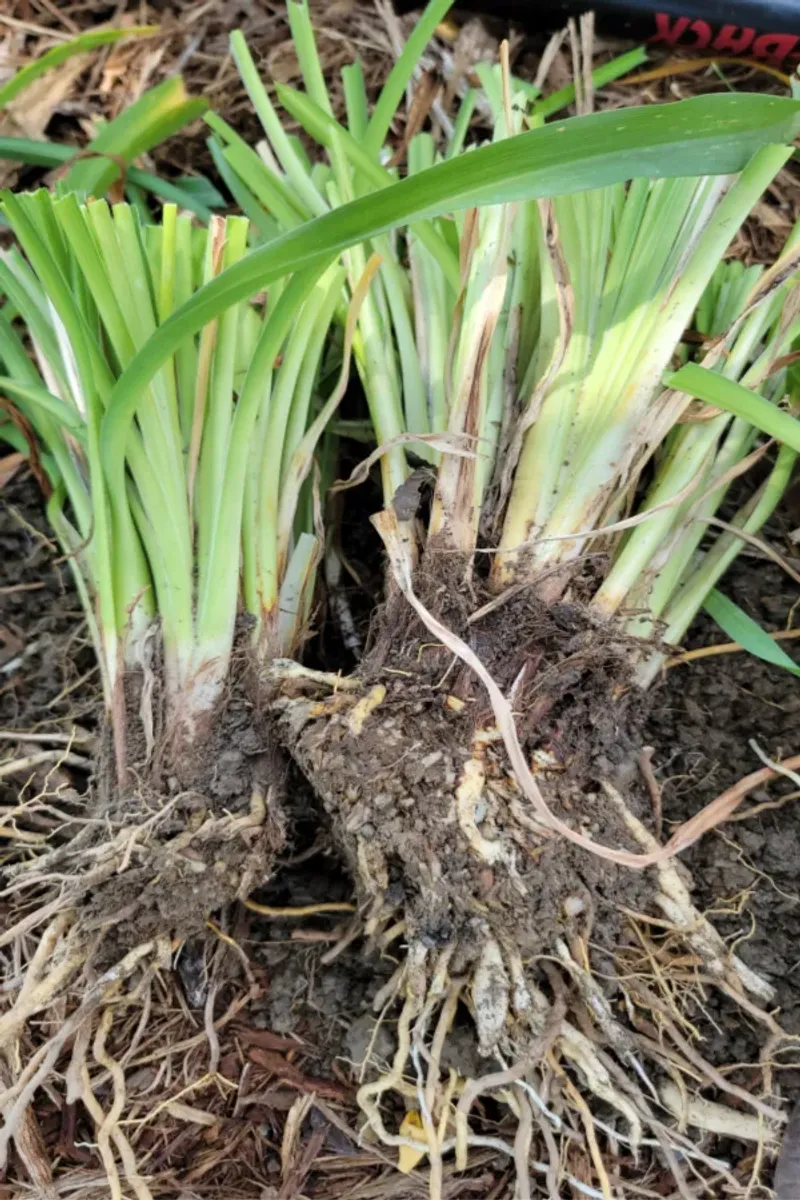 Dividing Crowded Clumps Wakes Up Bigger Flowers