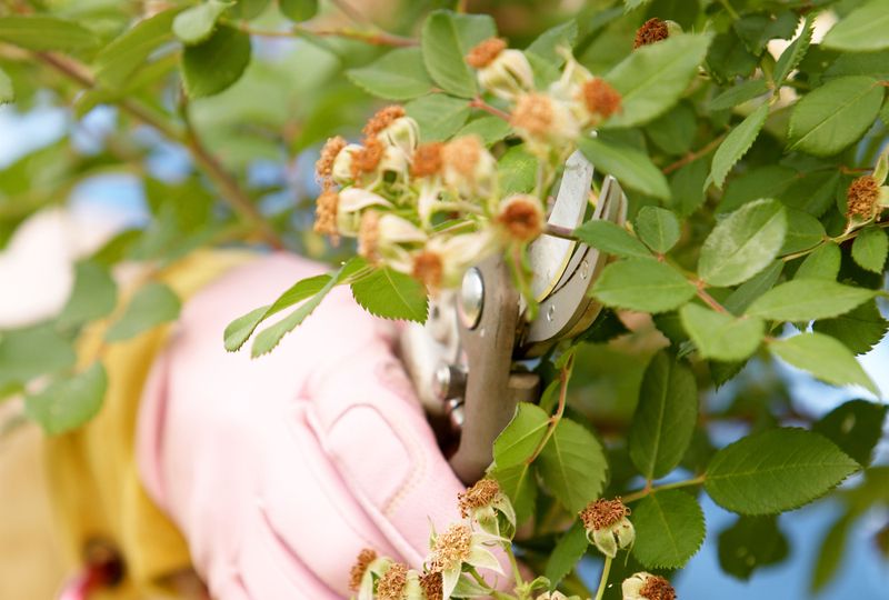 The Pruning Puzzle Requires A Summer Strategy