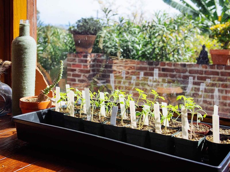 Seedlings Need a Gentler Welcome