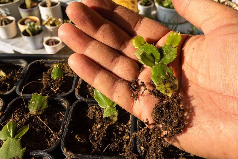 A Damaged Plant Can Regrow From Cuttings