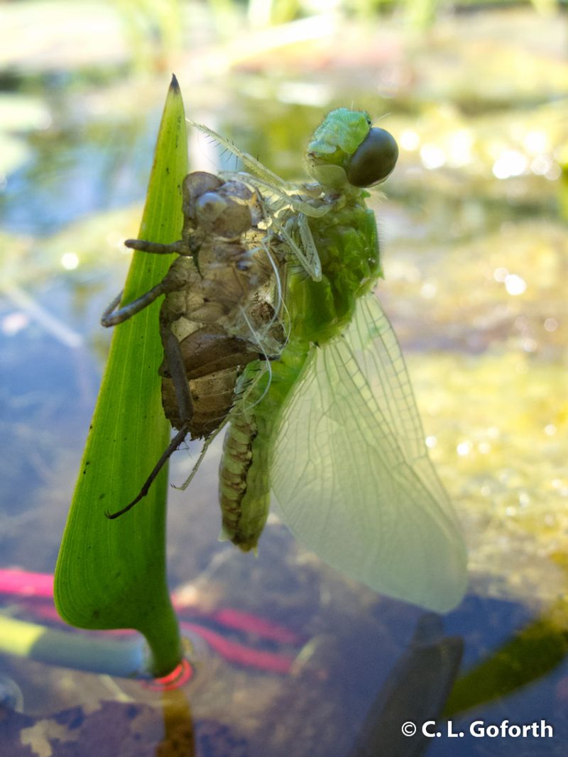 Dragonflies Carry An Ancient Lineage Into A Three-Stage Life
