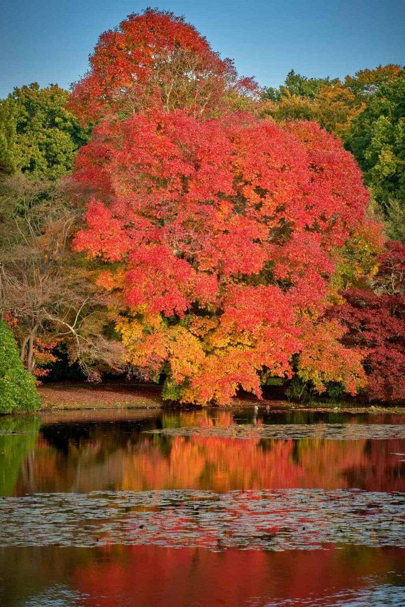 Black Gum Offers Unrivaled Fall Color And Year-Round Interest