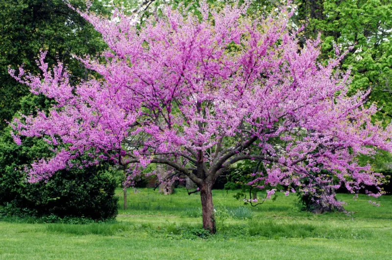Eastern Redbud Brings Early Spring Vibrance