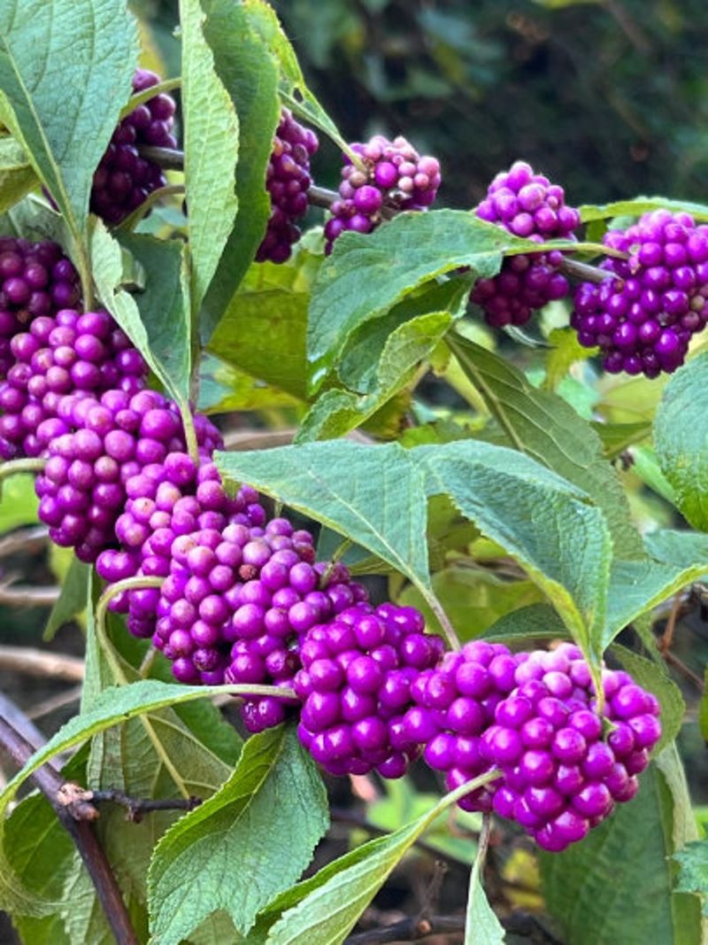Beautyberry And Prickly Pear Put Landscape First
