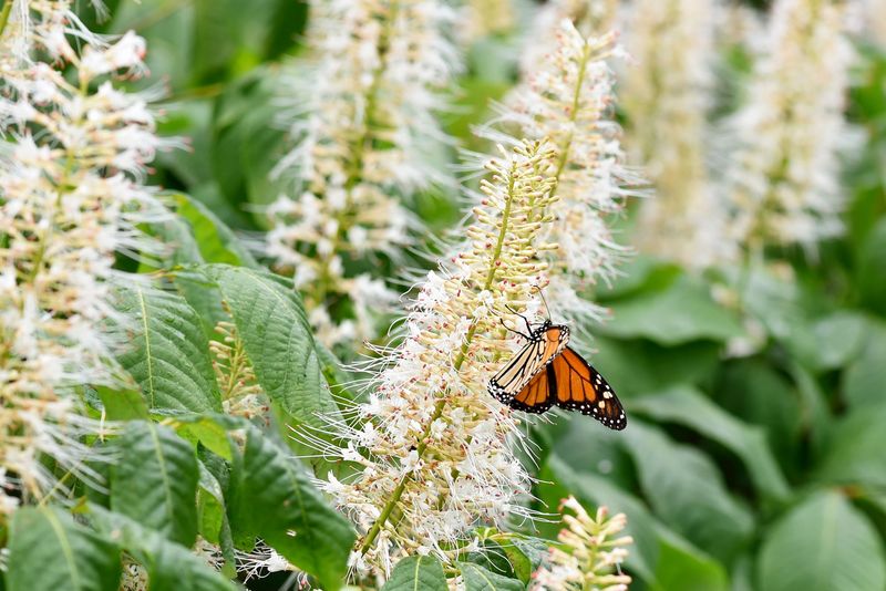 Summersweet Fills Tight Spots With Fragrance