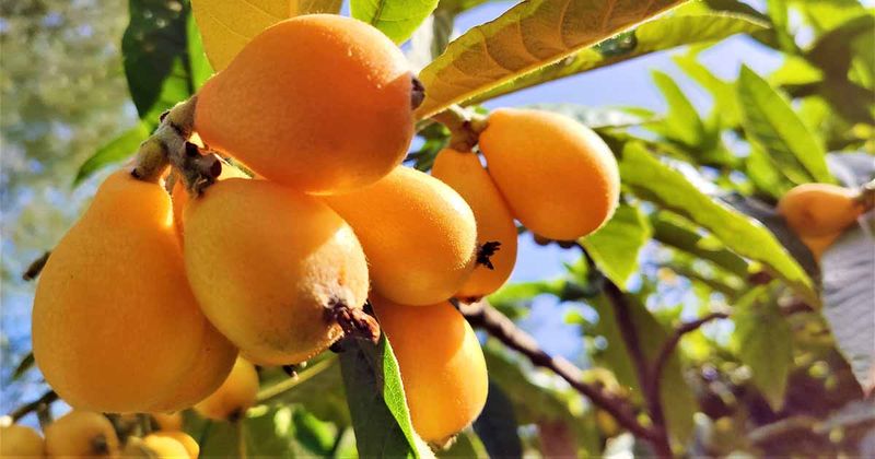 Loquat